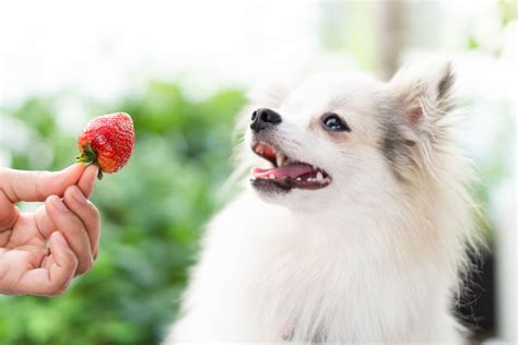 Can dogs have strawberries?