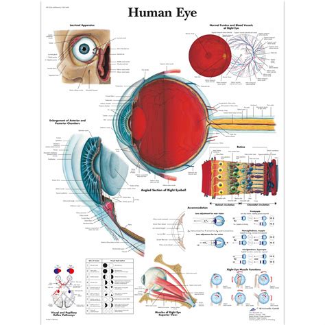 Human Eye Chart - 1001496 - 3B Scientific - VR1226L - Ophthalmology charts and posters