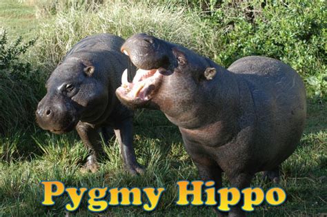 Pygmy Hippo Facts, Pictures, Video & Info: Endangered Hippopotamus