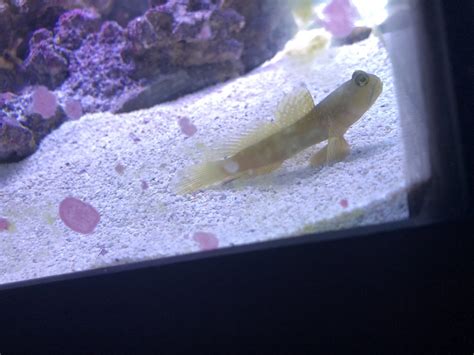 Yellow Prawn Goby | Reef2Reef