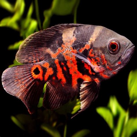 Red Tiger Oscar (Astronotus ocellatus)