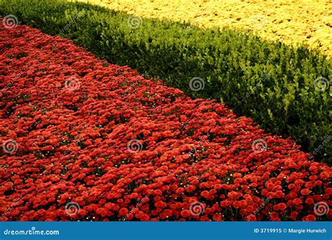 Red and Yellow Mums in Garden Stock Image - Image of garden, yellow: 3719915