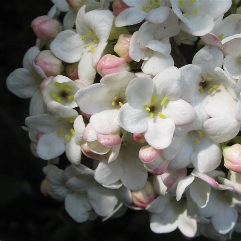 smell here! | viburnum burkwoodii | Michiel Thomas | Flickr