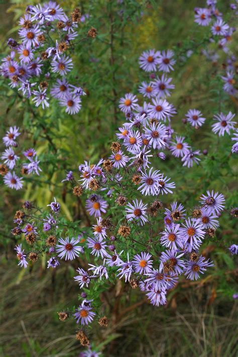 Free Images : blossom, field, meadow, fall, flower, purple, herb, autumn, botany, flora ...