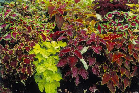 How to Grow Coleus Plants in Pots