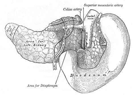 Inferior mesenteric vein - wikidoc