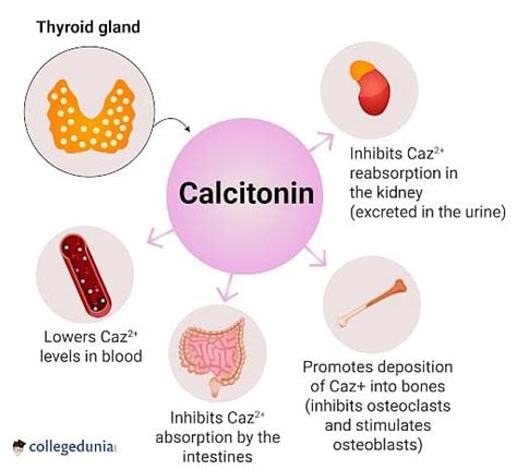 Calcitonin: Working, Uses and Measurements