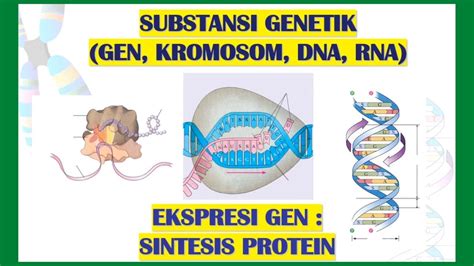 MATERI GENETIK || GEN, KROMOSOM, DNA, RNA - YouTube