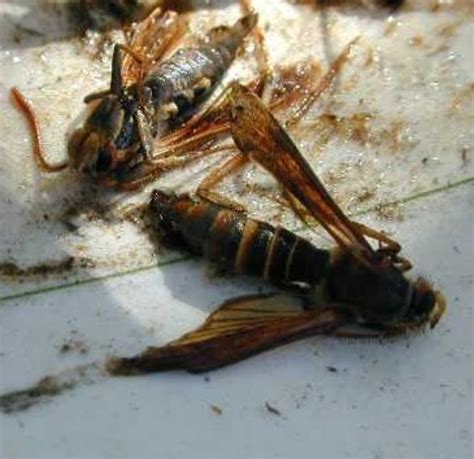 Borers | The Morton Arboretum