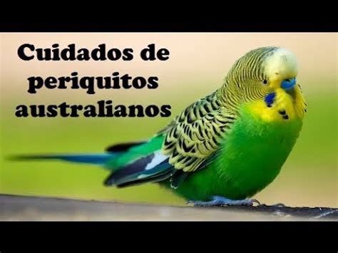 Cuidados de un periquito australiano - YouTube