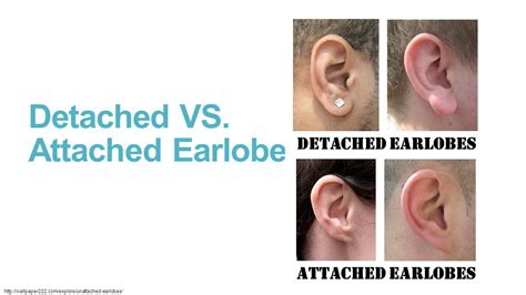 Unattached Earlobes Dominant Or Recessive