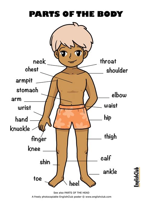 Illustrated Body Learn English