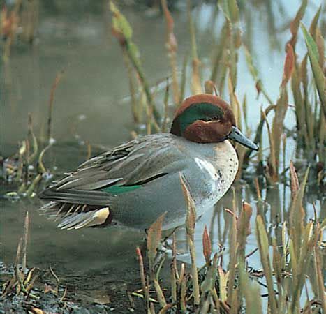 Teal | Migratory, Waterfowl, Wading Bird | Britannica