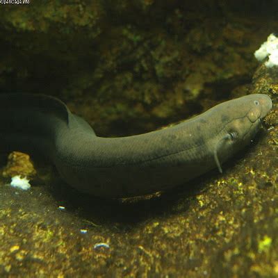 Real Monstrosities: Lungfish