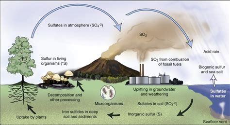 Sulphur Cycle or Sulphur Transformations - GITAB » Online Loksewa Test