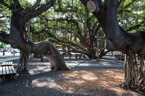 Lahaina Fire Twitter mourns ‘loss’ of world-famous banyan tree during ‘apocalyptic’ wildfires ...