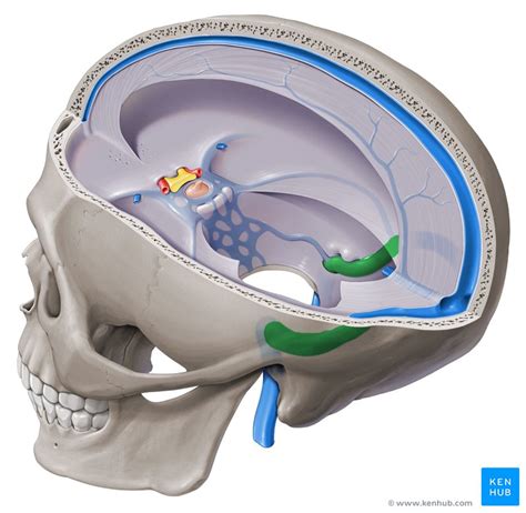 Sigmoid sinus: Anatomy, location, function, tributaries | Kenhub