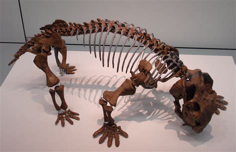 Lystrosaurus Facts and Figures