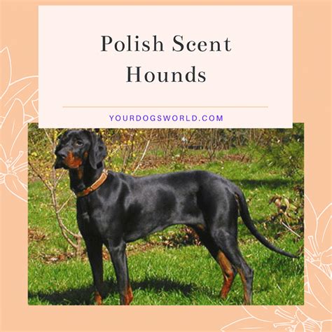 Polish Hounds and Polish Hunting Dogs