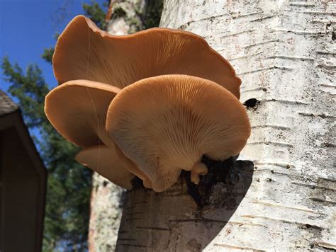 Fungi shows up on birch trees