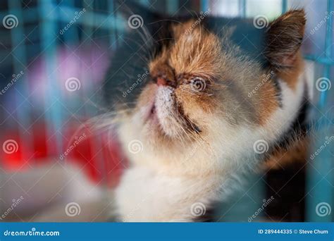 A Cute Garfield Cat Sleeping in a Cage Stock Image - Image of face, carnivore: 289444335