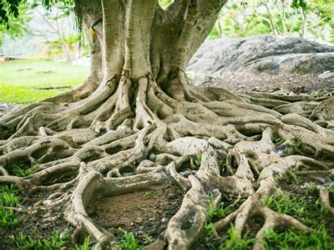 Oak Tree Root System – Are Oak Tree Roots Invasive? – LeafyJournal