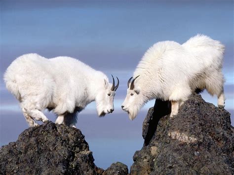 Olympic National Park ~ Washington State ~ Mountain Goats | Animals ...