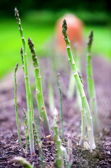 A New Leaf? How About a New Garden? - The New York Times