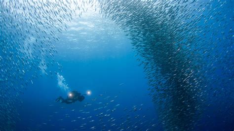 Diving Cebu Season | Fasci Garden