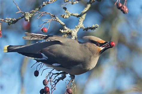 Bohemian Waxwing eating berries | BirdNote