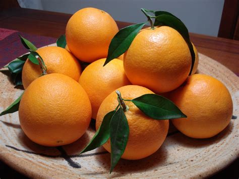 Not Hemingway's Spain: Eating in Season: Valencia Oranges!