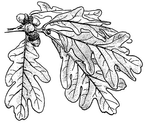 240 Oak leaves.gif (97416 bytes) | Leaf Drawing | Pinterest