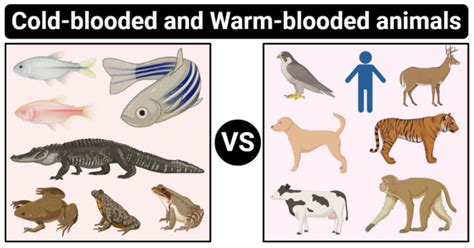 17 Crucial Difference between Cold-blooded and Warm-blooded Animals - Core Differences