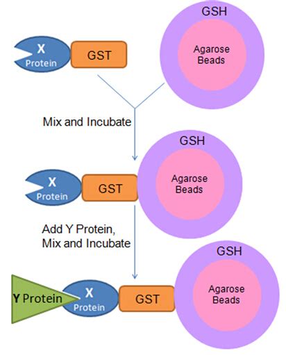 Pull-Down Assay - Creative Proteomics