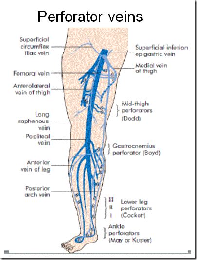 great-saphenous-vein-applied-anatomy.gif (405×535) | Vascular ultrasound, Vascular surgery ...