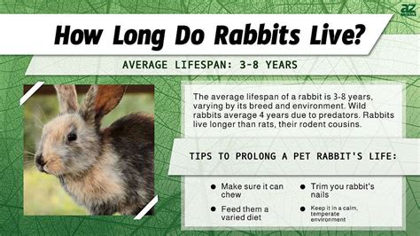 Rabbit Lifespan: How Long Do Rabbits Live? - A-Z Animals