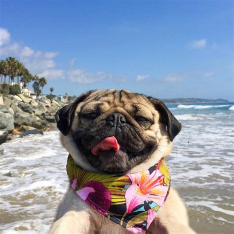 Meet Doug the Pug – One of the most Cutest Dogs of Instagram