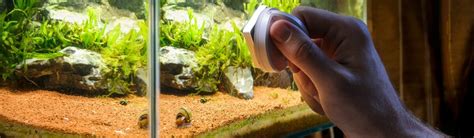 Fish Tank Maintenance | Pet Better with Pet Circle