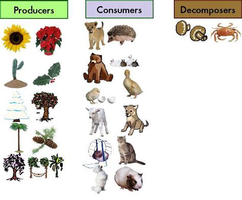 Is a Cougar a Producer Consumer or Decomposer - BobbykruwHouston