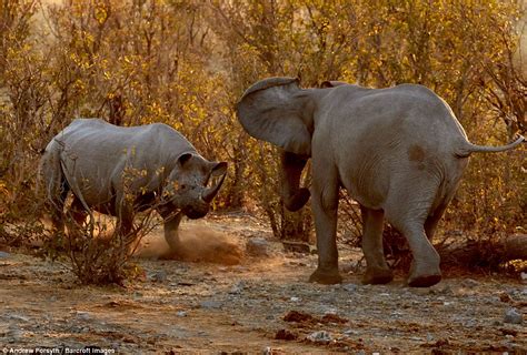 Rhino And Elephant Fight