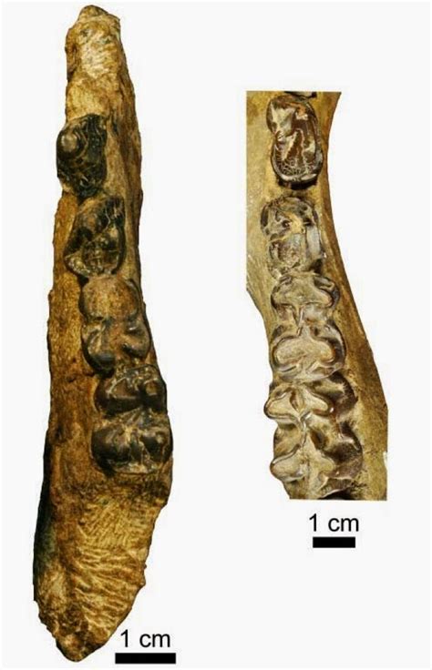 Kenyan fossils show evolution of hippos | Geology Page