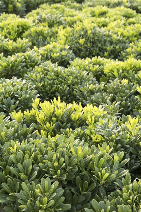 Wheeler's Dwarf Japanese Pittosporum, Pittosporum tobira 'Wheeler's Dwarf'