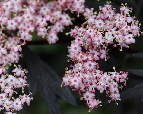 Photo #58131 | Sambucus nigra Black Lace™ PP15575 | plant lust