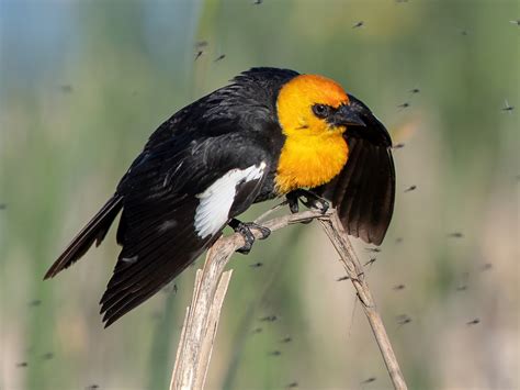 25 brilliant images of Yellow-headed Blackbird and exploring their wild world – Late Daily