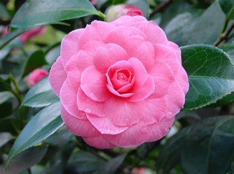 Plants & Flowers » Japanese Camellia