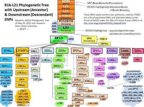 Scottish DNA Project Blog: Haplogroup R1b marker L1335