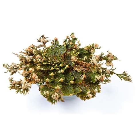 Resurrection Plant: True or False Rose of Jericho? | Sprouts and Stems