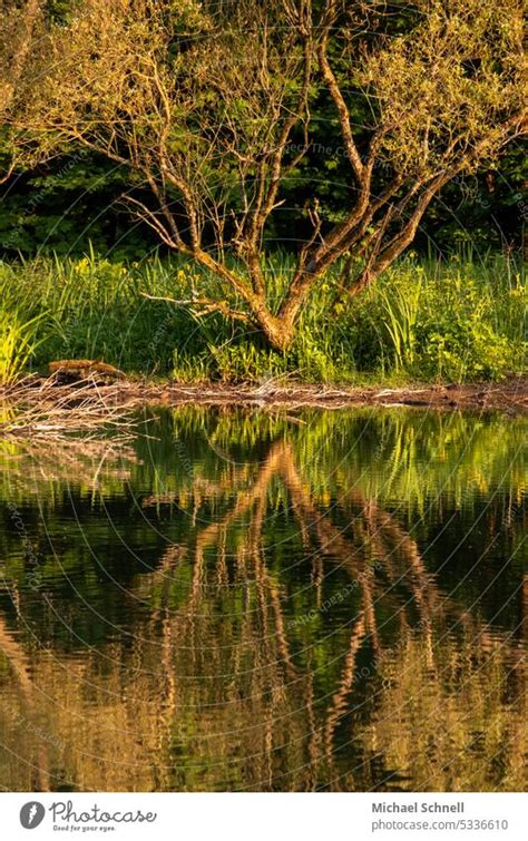 Reflection in river - a Royalty Free Stock Photo from Photocase