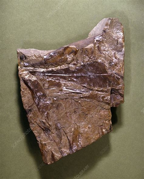 Glossopteris, fern fossil - Stock Image - C016/4852 - Science Photo Library