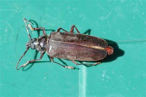 Bug of the Week: Palo Verde Beetle – Growing With Science Blog